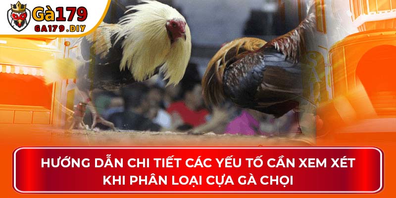 Hướng dẫn chi tiết các yếu tố cần xem xét khi phân loại cựa gà chọi