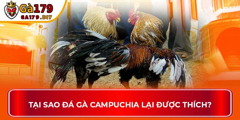 Tại sao đá gà Campuchia lại được thích?