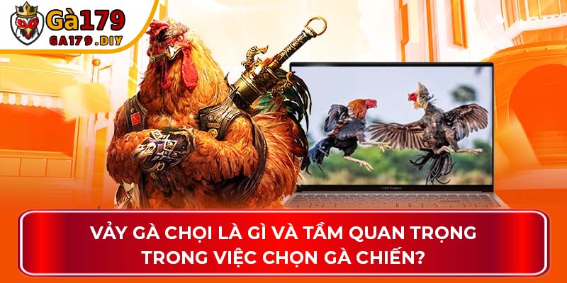 Vảy của gà chọi là gì và tầm quan trọng trong việc chọn gà chiến?