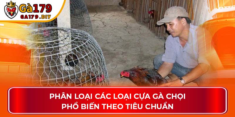Phân loại các loại cựa gà chọi phổ biến theo tiêu chuẩn