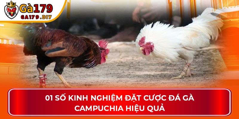 01 số kinh nghiệm đặt cược đá gà Campuchia hiệu quả